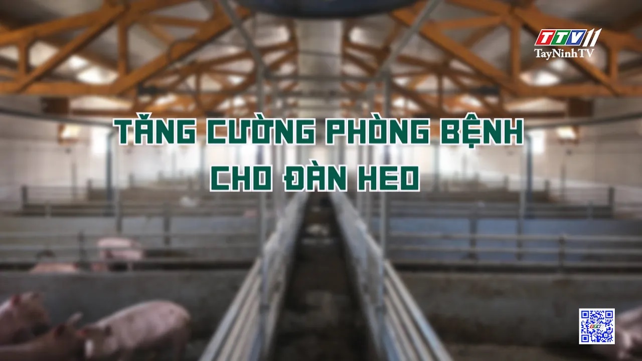 Tăng cường phòng bệnh cho đàn heo | Nông nghiệp Tây Ninh | TayNinhTV